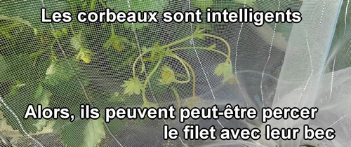 Je suis inquiet que les corbeaux attaquent les fraises (fraisier)