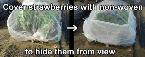 Cover the strawberries with non-woven fabric to hide them