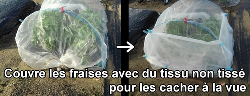 Couvre les fraises (fraisier) avec du tissu non tissé pour les cacher