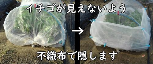 不織布をかけていちごを隠す