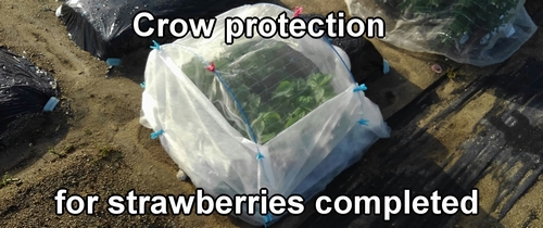Crow protection for strawberries completed