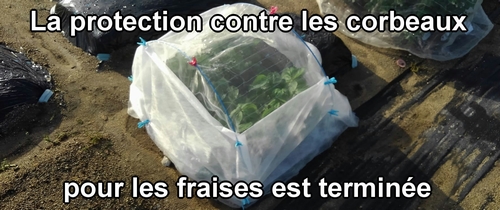 La protection contre les corbeaux pour les fraises (fraisier) est terminée