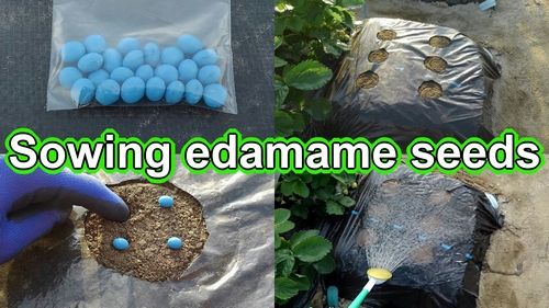 Sowing edamame seeds (Growing edamame in garden)