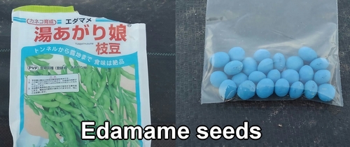 Edamame seeds (Edamame seeds for planting)