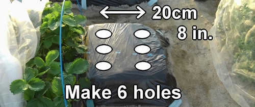 For planting edamame seeds, we make 6 holes