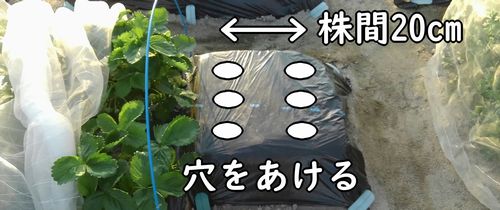 枝豆の種まき穴を6つあける