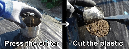 Cut the plastic mulch