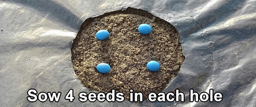 Sow 4 edamame seeds