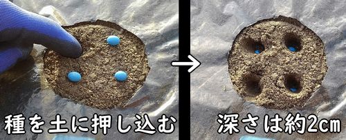 種まきした枝豆は、2cmの深さに埋め込む