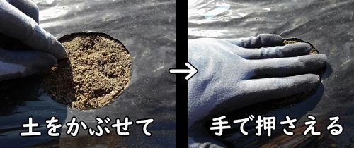 枝豆の種に土をかぶせる