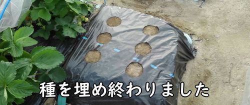 6穴全てに枝豆の種を植える