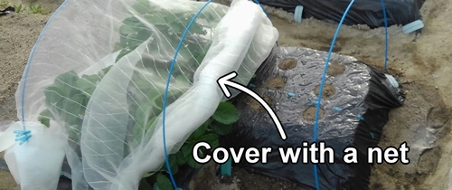 Cover the edamame plot with insect netting
