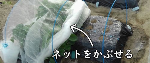 枝豆の区画に防虫ネットをかける