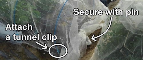 Secure the insect netting covering the edamame