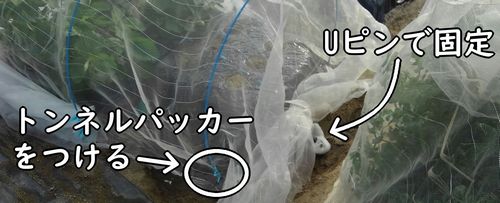 枝豆にかぶせた防虫ネットを固定する