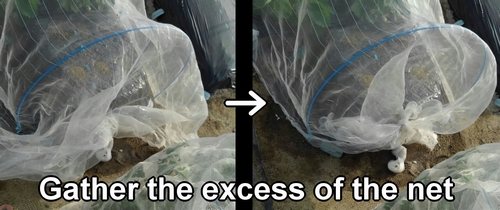 Gather the excess of the insect netting