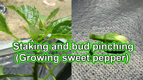 Staking and bud pinching for sweet green pepper