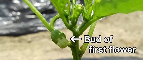 Bud of sweet green peppers