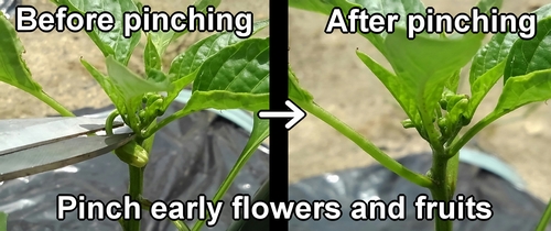 To pinch the bud of sweet green pepper