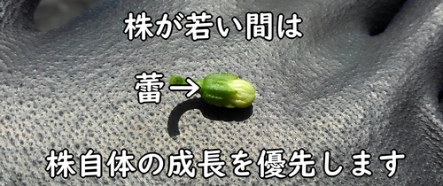 摘んだ蕾