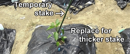 Replace temporary stake with thicker stake for support the pepper