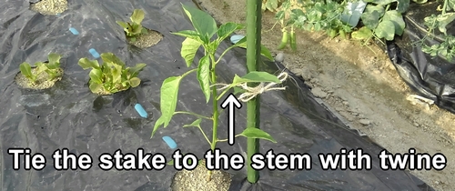 Tie the stake to the stem with twine