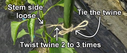 How to tie the branches of sweet green pepper