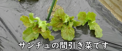 サンチュの間引き菜