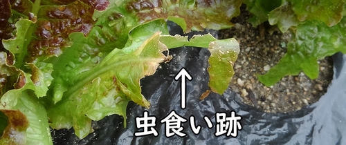 サンチュの虫食い跡