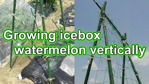 Growing watermelon vertically (Staking icebox watermelon)