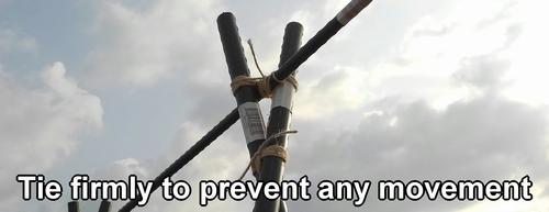 Tie firmly to prevent any movement