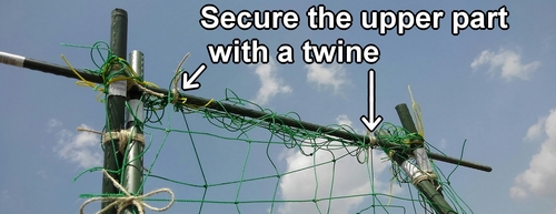 We also secure the upper part with a twine
