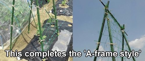 The preparations for growing icebox watermelons vertically are complete