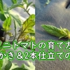 Cherry tomato plant care (Remove the suckers and preparing double stems)：Grow c