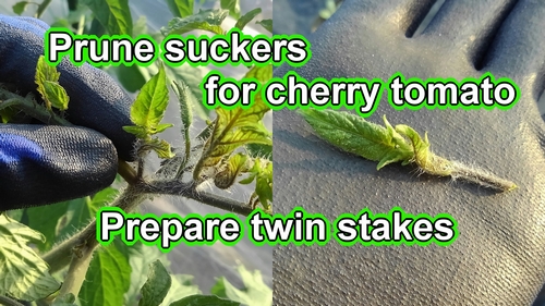Remove the suckers for cherry tomatoes