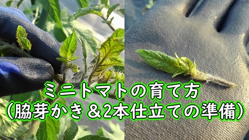 ミニトマトの育て方 脇芽かき 2本仕立ての準備 有機栽培でおいしい野菜作り