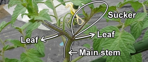 The sucker, leaves, and main stem of cherry tomatoes