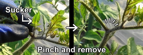 How to remove suckers of cherry tomatoes