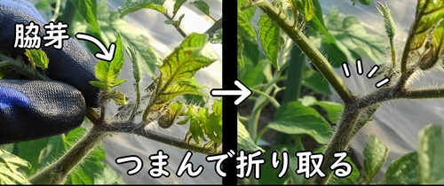 ミニトマトの脇芽の取り方