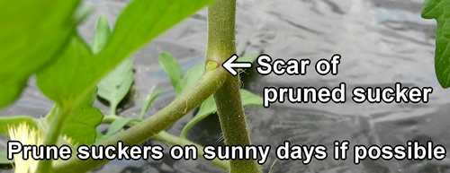 Prune suckers on sunny days