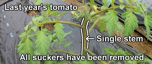 Last year's tomato cultivation was single stem pruning