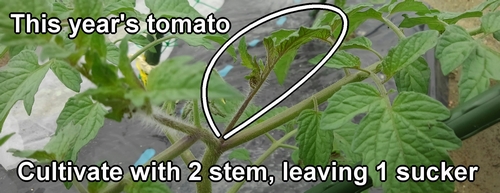 This year's cherry tomatoes are being cultivated by double stem