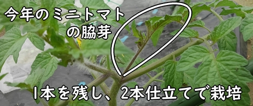 今年のミニトマトは、2本仕立て