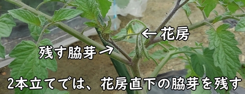 花房直下の脇芽を残す