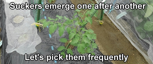 Remove unnecessary suckers from the cherry tomato plant promptly