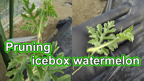 Pruning icebox watermelon (Pinching primary vine of icebox watermelon)
