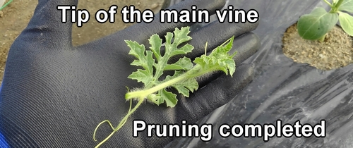 The tip of the pruned vine
