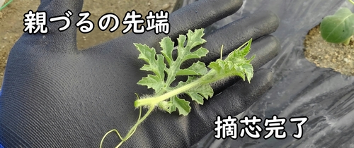 小玉スイカの育て方 摘芯 有機栽培でおいしい野菜作り