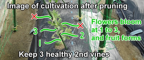 Image of icebox watermelon cultivation after pruning