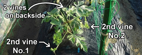 The secondary vines of icebox watermelons